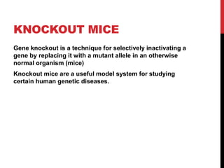 KNOCKOUT MICE
Gene knockout is a technique for selectively inactivating a
gene by replacing it with a mutant allele in an otherwise
normal organism (mice)
Knockout mice are a useful model system for studying
certain human genetic diseases.
 