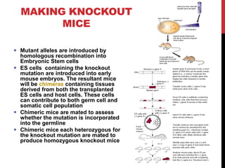 MAKING KNOCKOUT
MICE
 Mutant alleles are introduced by
homologous recombination into
Embryonic Stem cells
 ES cells containing the knockout
mutation are introduced into early
mouse embryos. The resultant mice
will be chimeras containing tissues
derived from both the transplanted
ES cells and host cells. These cells
can contribute to both germ cell and
somatic cell population
 Chimeric mice are mated to assess
whether the mutation is incorporated
into the germline
 Chimeric mice each heterozygous for
the knockout mutation are mated to
produce homozygous knockout mice
 