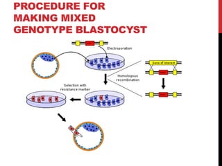 PROCEDURE FOR
MAKING MIXED
GENOTYPE BLASTOCYST
 