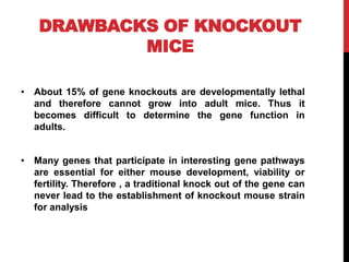 DRAWBACKS OF KNOCKOUT
MICE
• About 15% of gene knockouts are developmentally lethal
and therefore cannot grow into adult mice. Thus it
becomes difficult to determine the gene function in
adults.
• Many genes that participate in interesting gene pathways
are essential for either mouse development, viability or
fertility. Therefore , a traditional knock out of the gene can
never lead to the establishment of knockout mouse strain
for analysis
 
