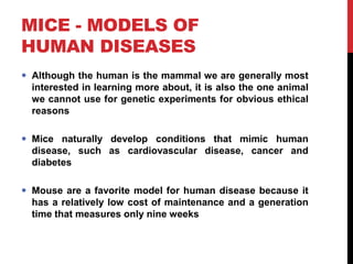 MICE - MODELS OF
HUMAN DISEASES
 Although the human is the mammal we are generally most
interested in learning more about, it is also the one animal
we cannot use for genetic experiments for obvious ethical
reasons
 Mice naturally develop conditions that mimic human
disease, such as cardiovascular disease, cancer and
diabetes
 Mouse are a favorite model for human disease because it
has a relatively low cost of maintenance and a generation
time that measures only nine weeks
 