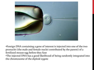 •Foreign DNA containing a gene of interest is injected into one of the two
pronuclei (the male and female nuclei contributed by the parent) of a
fertilized mouse egg before they fuse
•The injected DNA has a good likelihood of being randomly integrated into
the chromosome of the diploid zygote
 