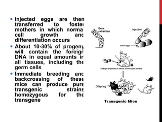  Injected eggs are then
transferred to foster
mothers in which normal
cell growth and
differentiation occurs
 About 10-30% of progeny
will contain the foreign
DNA in equal amounts in
all tissues, including the
germ cells
 Immediate breeding and
backcrossing of these
mice can produce pure
transgenic strains
homozygous for the
transgene
 