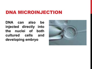 DNA MICROINJECTION
DNA can also be
injected directly into
the nuclei of both
cultured cells and
developing embryo
 