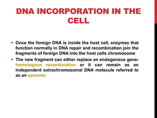 DNA INCORPORATION IN THE
CELL
 Once the foreign DNA is inside the host cell, enzymes that
function normally in DNA repair and recombination join the
fragments of foreign DNA into the host cells chromosome
 The new fragment can either replace an endogenous gene-
homologous recombination or it can remain as an
independent extrachromosomal DNA molecule referred to
as an episome
 