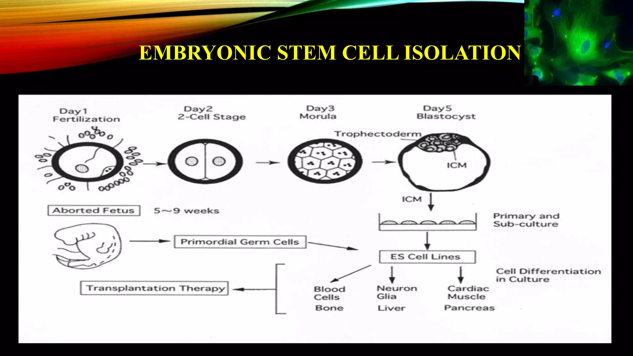 EMBRYONIC STEM CELL ISOLATION
 