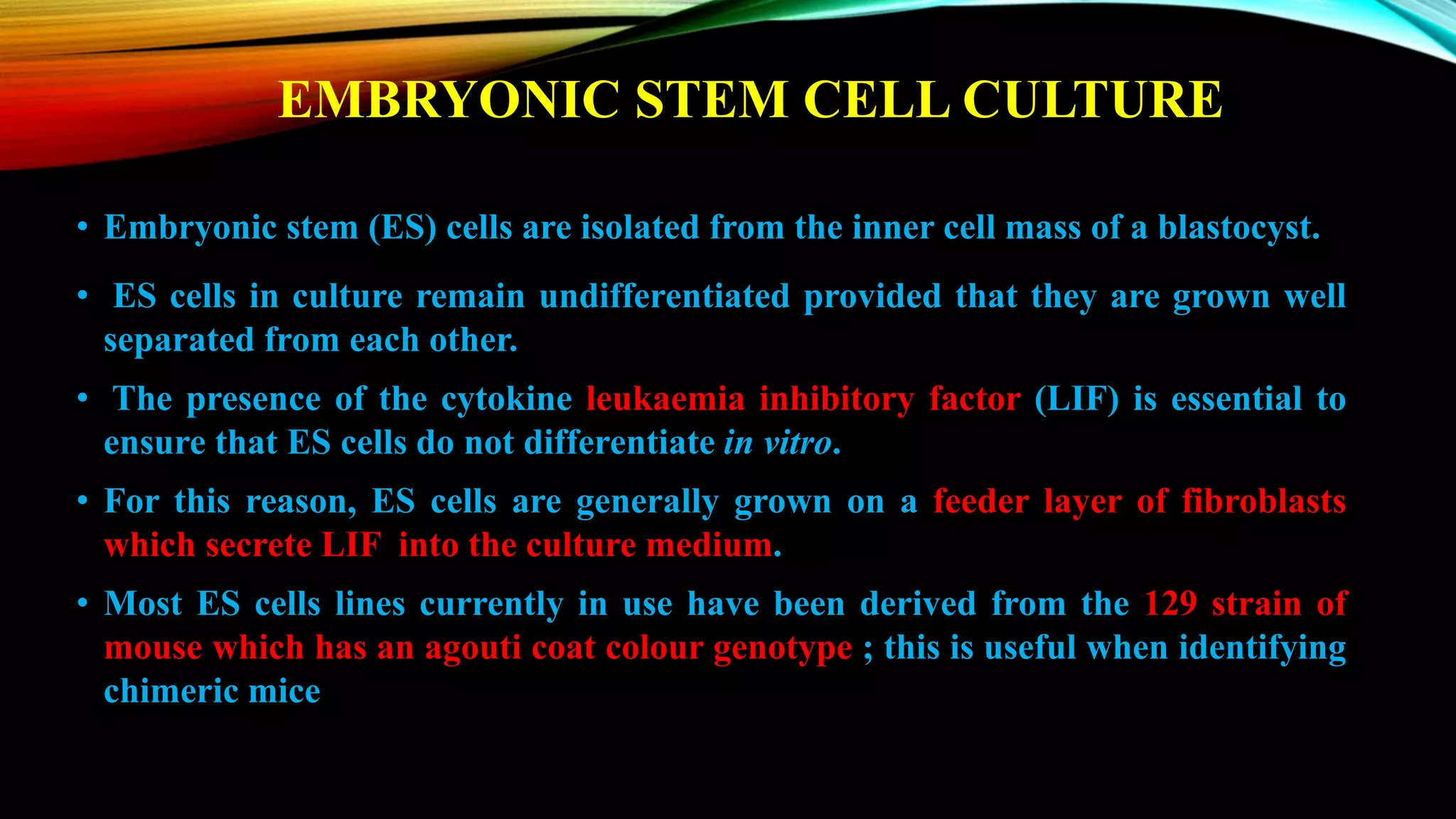 EMBRYONIC STEM CELL CULTURE
• Embryonic stem (ES) cells are isolated from the inner cell mass of a blastocyst.
• ES cells in culture remain undifferentiated provided that they are grown well
separated from each other.
• The presence of the cytokine leukaemia inhibitory factor (LIF) is essential to
ensure that ES cells do not differentiate in vitro.
• For this reason, ES cells are generally grown on a feeder layer of fibroblasts
which secrete LIF into the culture medium.
• Most ES cells lines currently in use have been derived from the 129 strain of
mouse which has an agouti coat colour genotype ; this is useful when identifying
chimeric mice
 