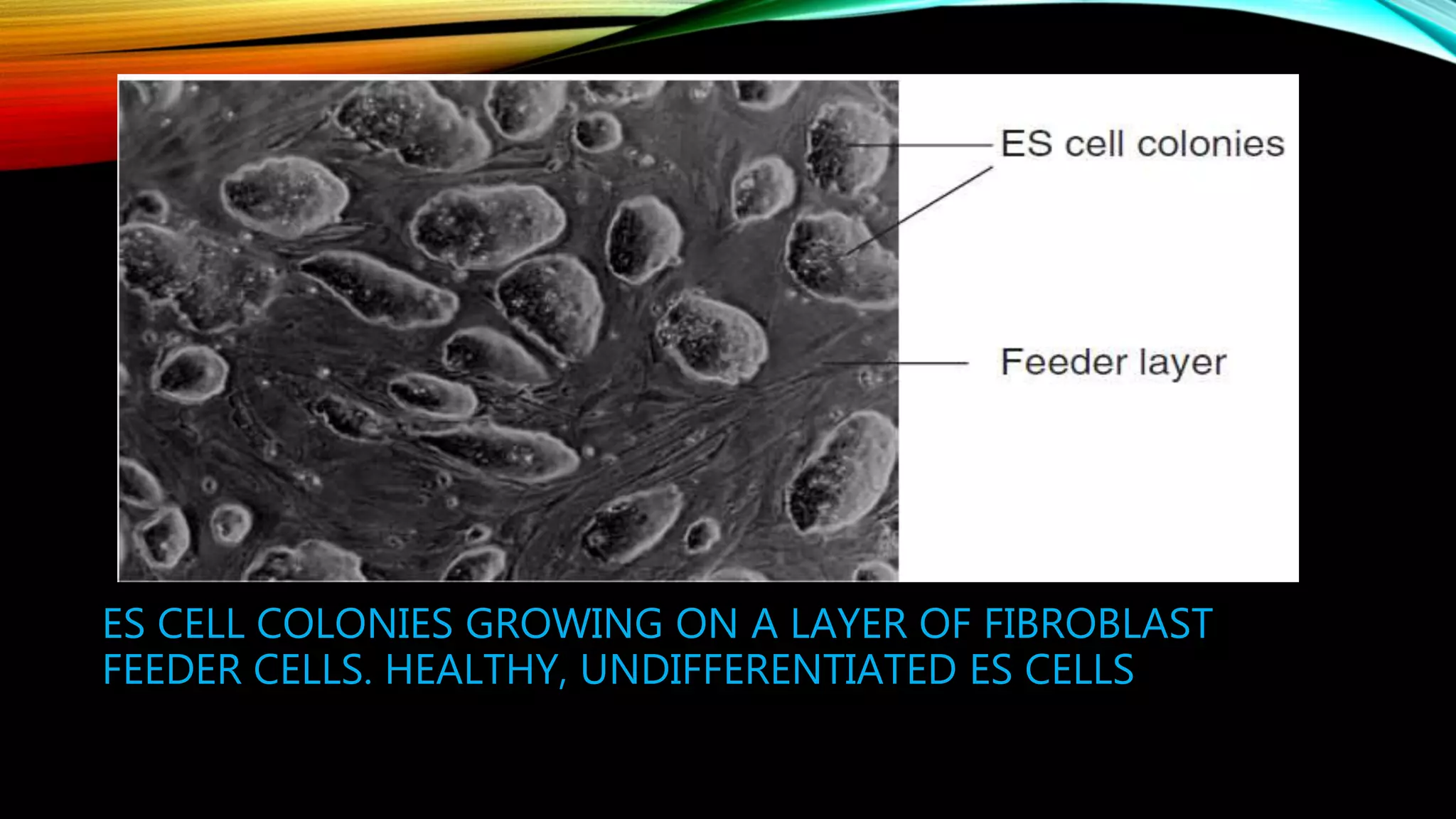 ES CELL COLONIES GROWING ON A LAYER OF FIBROBLAST
FEEDER CELLS. HEALTHY, UNDIFFERENTIATED ES CELLS
 