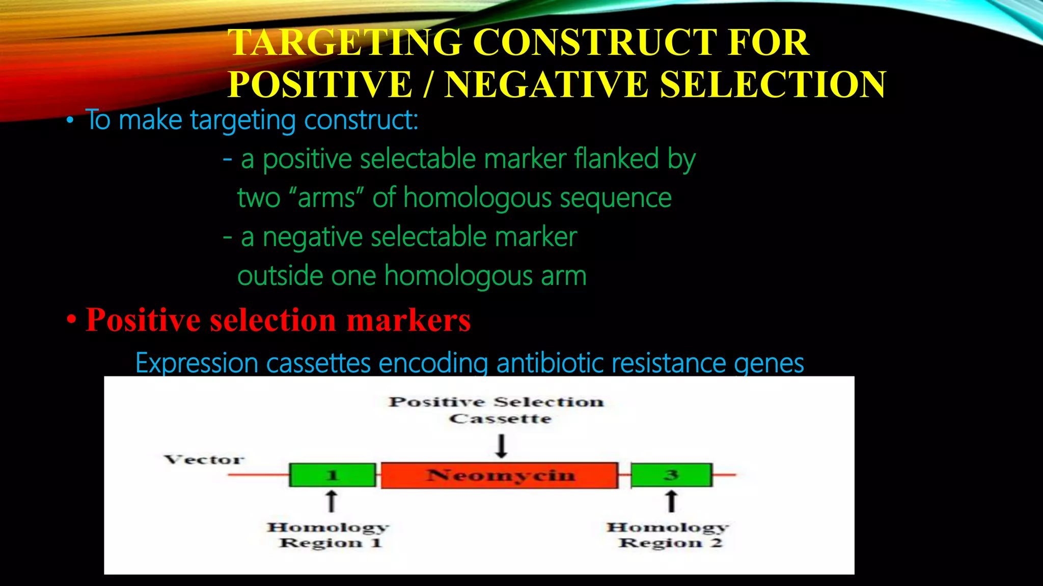 TARGETING CONSTRUCT FOR
POSITIVE / NEGATIVE SELECTION
• To make targeting construct:
- a positive selectable marker flanked by
two “arms” of homologous sequence
- a negative selectable marker
outside one homologous arm
• Positive selection markers
Expression cassettes encoding antibiotic resistance genes
 