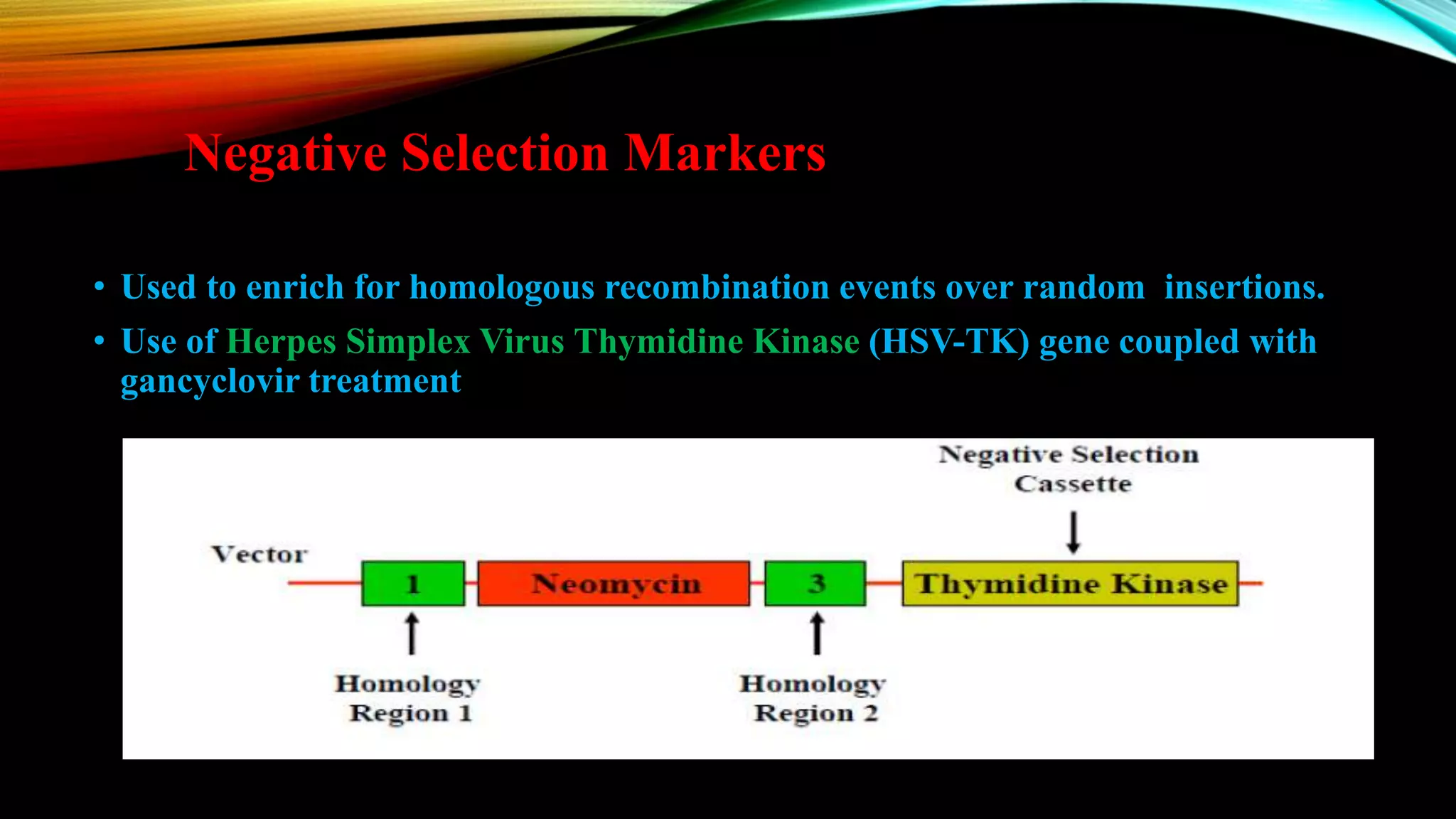 Negative Selection Markers
• Used to enrich for homologous recombination events over random insertions.
• Use of Herpes Simplex Virus Thymidine Kinase (HSV-TK) gene coupled with
gancyclovir treatment
 