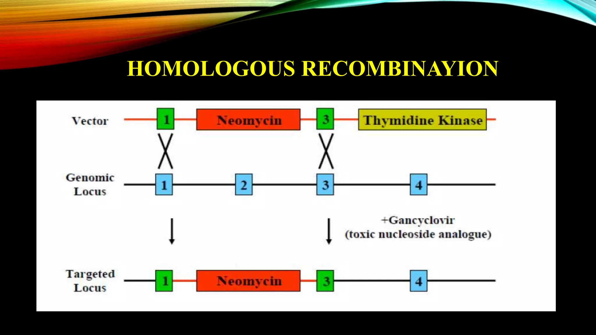 HOMOLOGOUS RECOMBINAYION
 