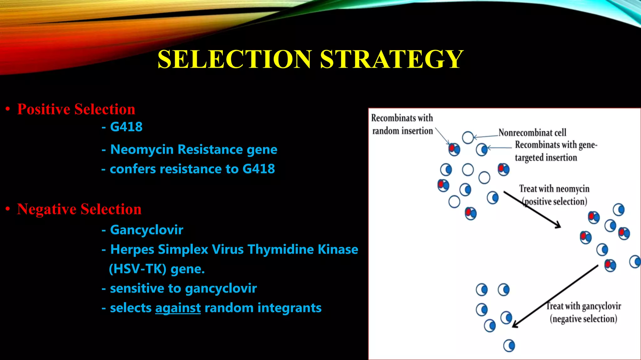 SELECTION STRATEGY
• Positive Selection
- G418
- Neomycin Resistance gene
- confers resistance to G418
• Negative Selection
- Gancyclovir
- Herpes Simplex Virus Thymidine Kinase
(HSV-TK) gene.
- sensitive to gancyclovir
- selects against random integrants
 