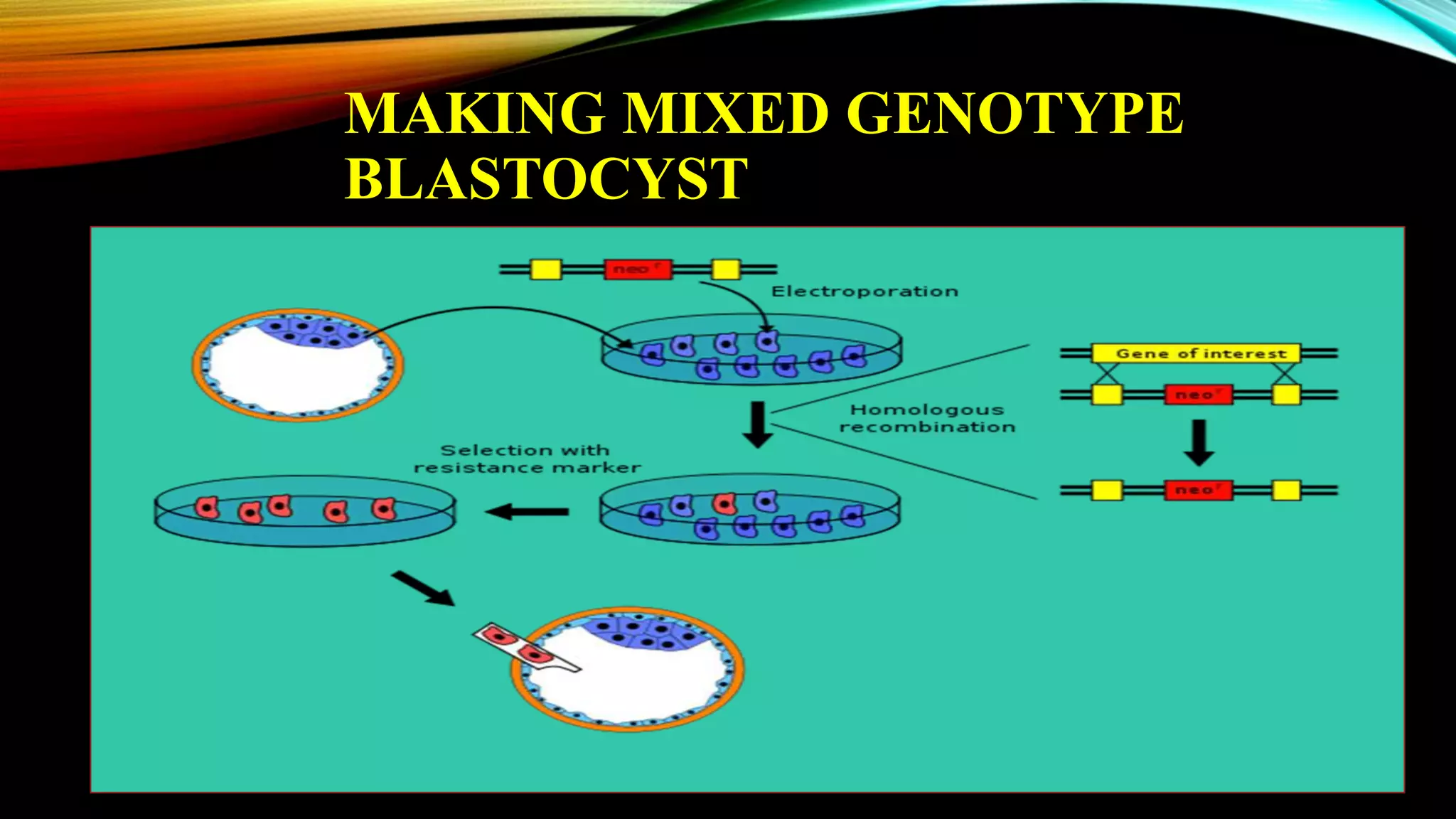 MAKING MIXED GENOTYPE
BLASTOCYST
 
