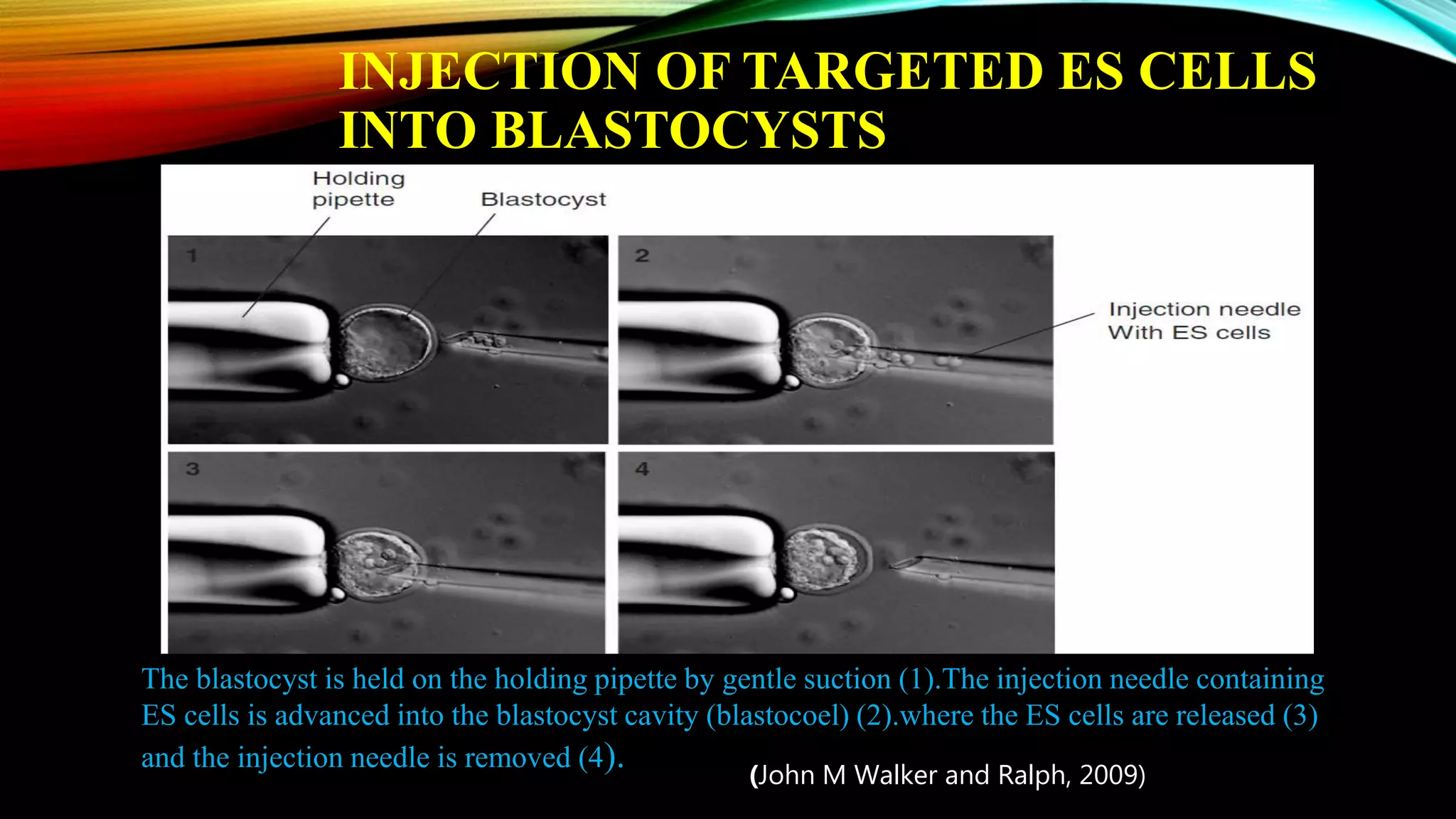 INJECTION OF TARGETED ES CELLS
INTO BLASTOCYSTS
The blastocyst is held on the holding pipette by gentle suction (1).The injection needle containing
ES cells is advanced into the blastocyst cavity (blastocoel) (2).where the ES cells are released (3)
and the injection needle is removed (4). (John M Walker and Ralph, 2009)
 