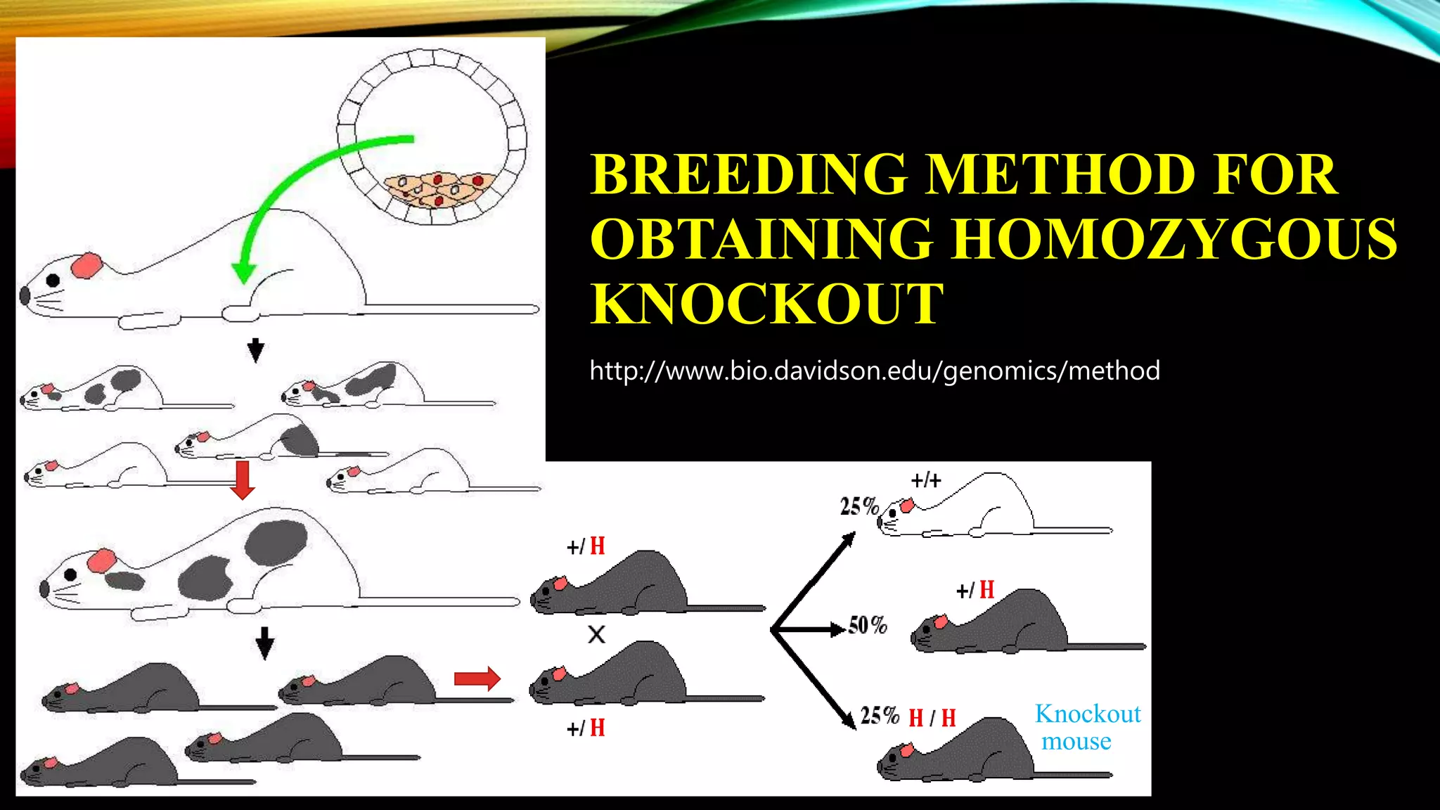 BREEDING METHOD FOR
OBTAINING HOMOZYGOUS
KNOCKOUT
Knockout
mouse
http://www.bio.davidson.edu/genomics/method
 