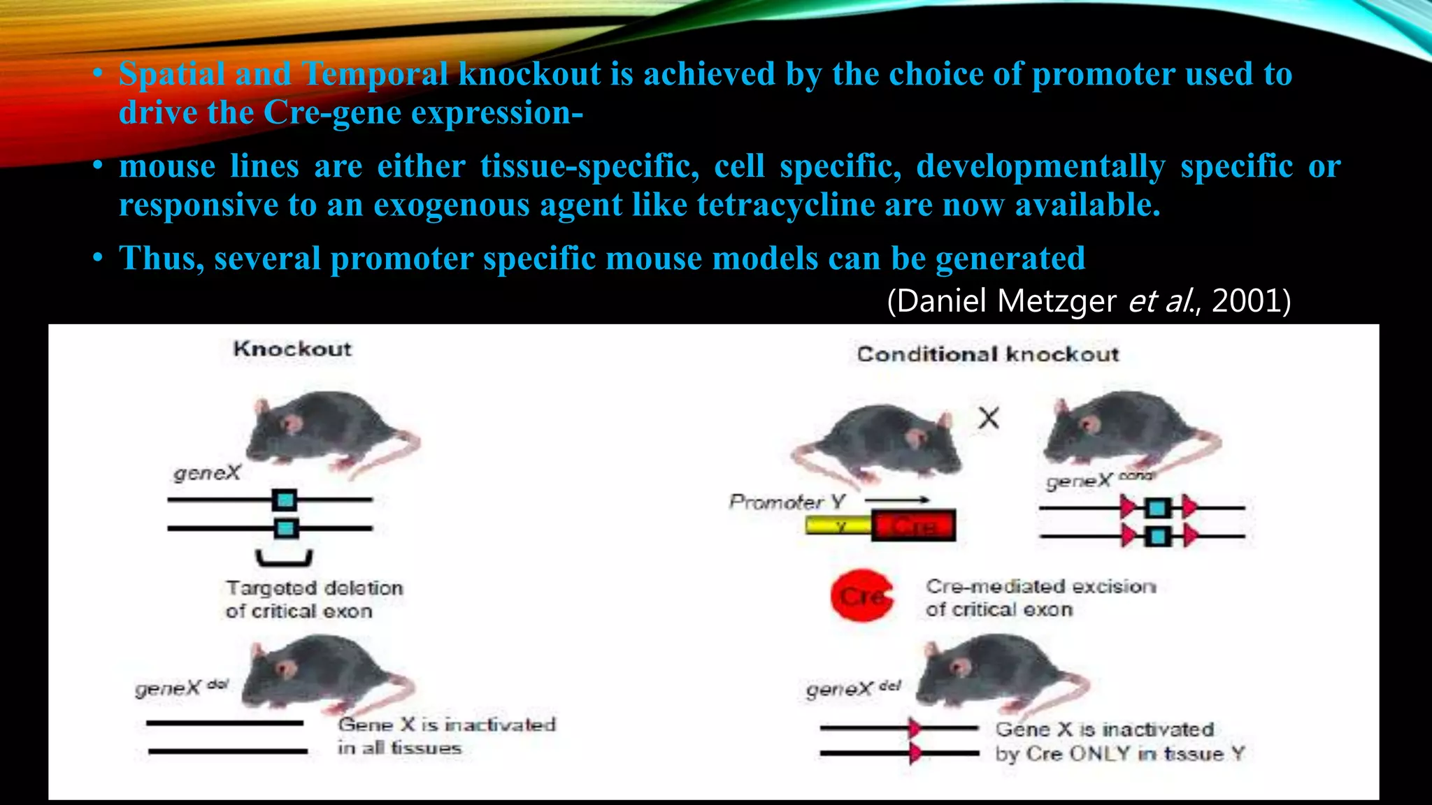 • Spatial and Temporal knockout is achieved by the choice of promoter used to
drive the Cre-gene expression-
• mouse lines are either tissue-specific, cell specific, developmentally specific or
responsive to an exogenous agent like tetracycline are now available.
• Thus, several promoter specific mouse models can be generated
(Daniel Metzger et al., 2001)
 