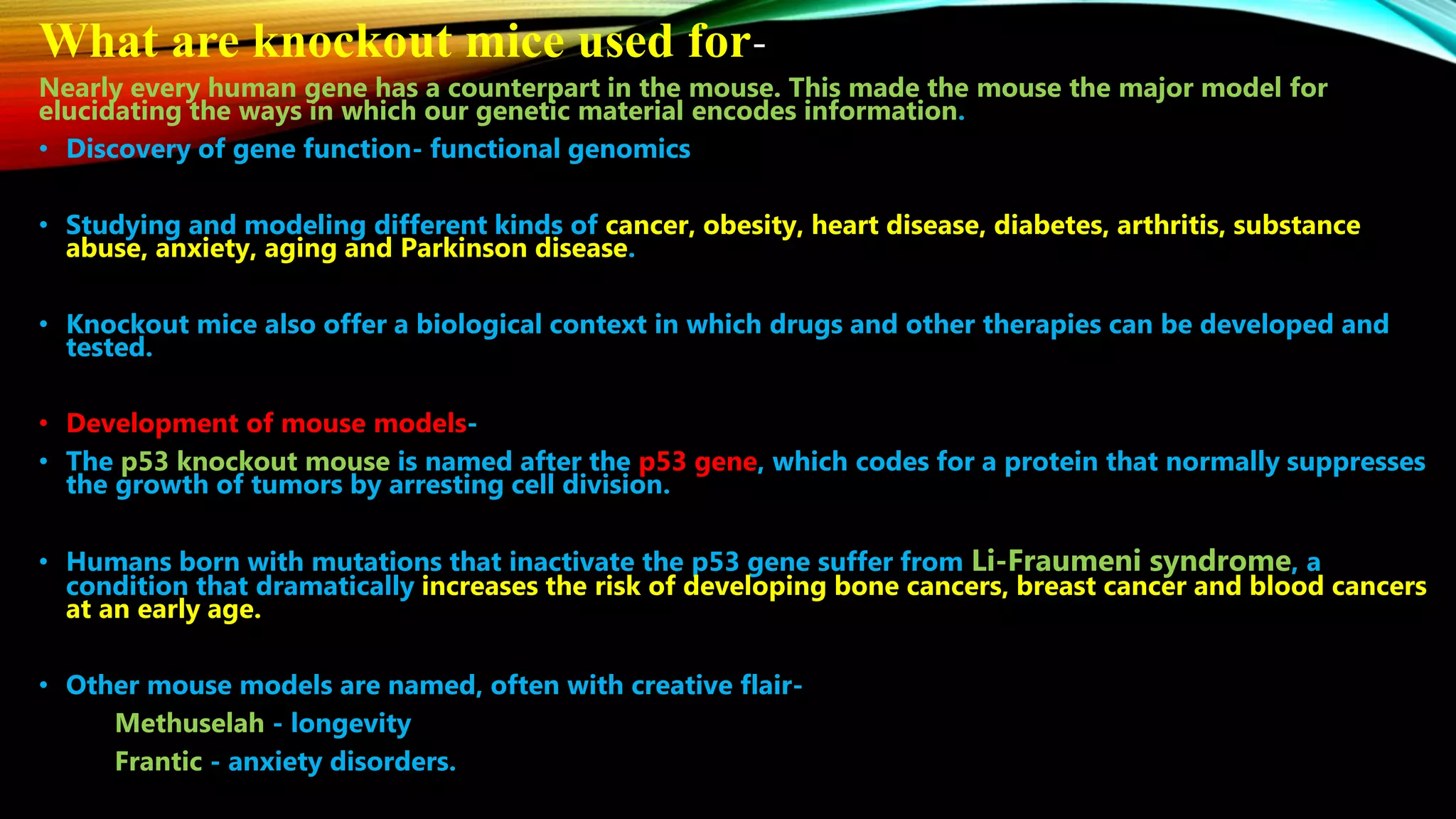 What are knockout mice used for-
Nearly every human gene has a counterpart in the mouse. This made the mouse the major model for
elucidating the ways in which our genetic material encodes information.
• Discovery of gene function- functional genomics
• Studying and modeling different kinds of cancer, obesity, heart disease, diabetes, arthritis, substance
abuse, anxiety, aging and Parkinson disease.
• Knockout mice also offer a biological context in which drugs and other therapies can be developed and
tested.
• Development of mouse models-
• The p53 knockout mouse is named after the p53 gene, which codes for a protein that normally suppresses
the growth of tumors by arresting cell division.
• Humans born with mutations that inactivate the p53 gene suffer from Li-Fraumeni syndrome, a
condition that dramatically increases the risk of developing bone cancers, breast cancer and blood cancers
at an early age.
• Other mouse models are named, often with creative flair-
Methuselah - longevity
Frantic - anxiety disorders.
 