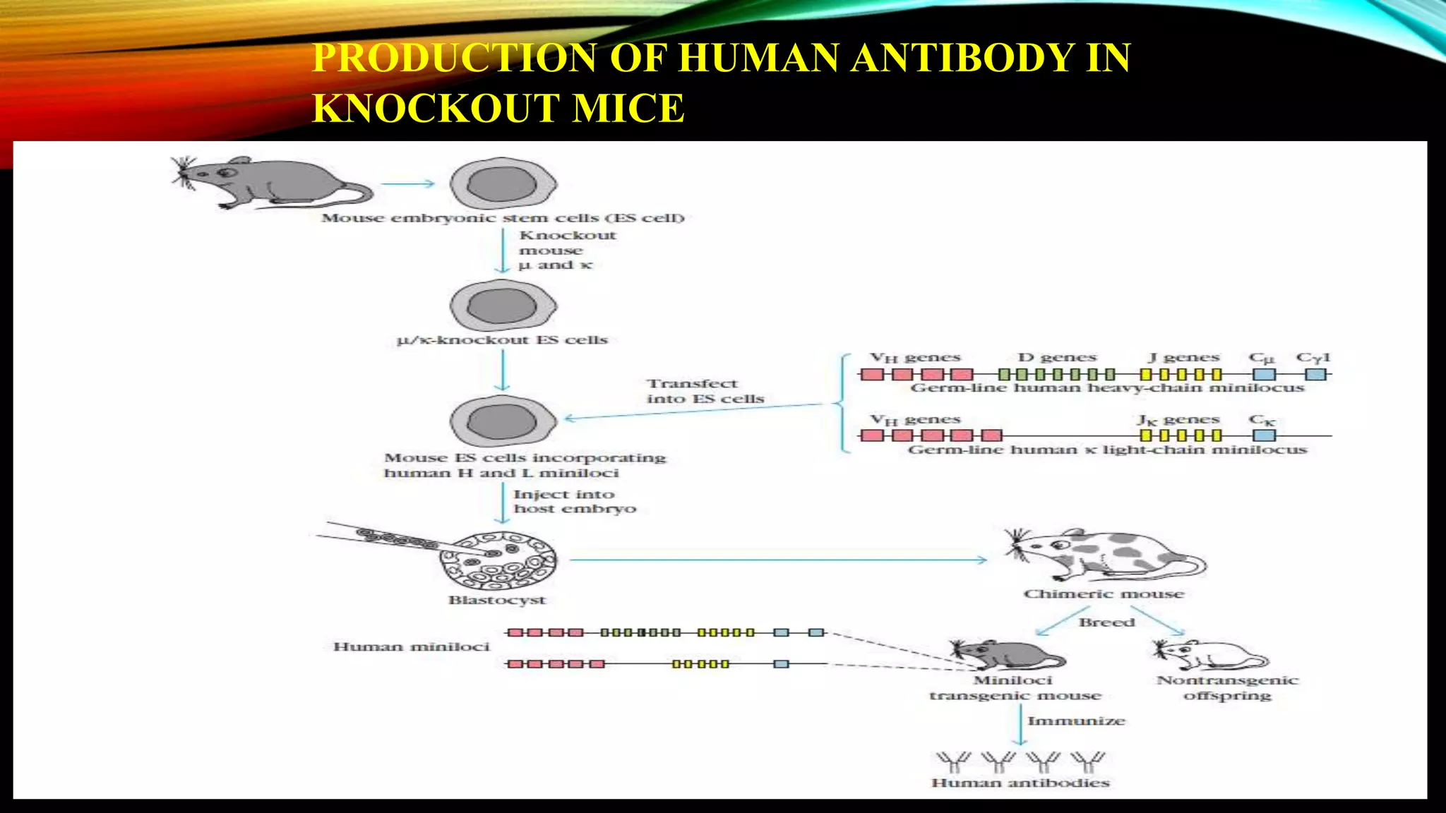 PRODUCTION OF HUMAN ANTIBODY IN
KNOCKOUT MICE
 