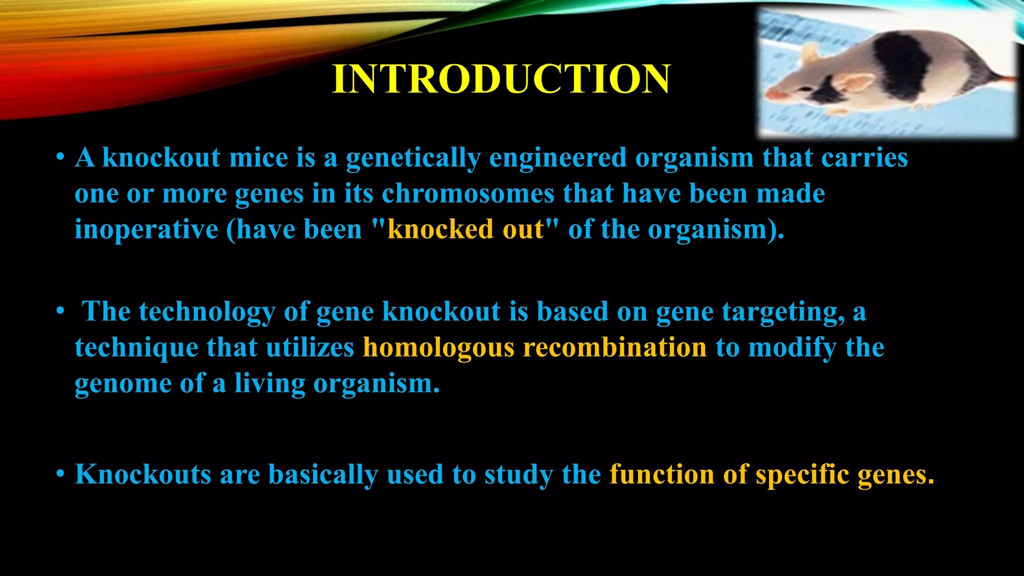 INTRODUCTION
• A knockout mice is a genetically engineered organism that carries
one or more genes in its chromosomes that have been made
inoperative (have been "knocked out" of the organism).
• The technology of gene knockout is based on gene targeting, a
technique that utilizes homologous recombination to modify the
genome of a living organism.
• Knockouts are basically used to study the function of specific genes.
 