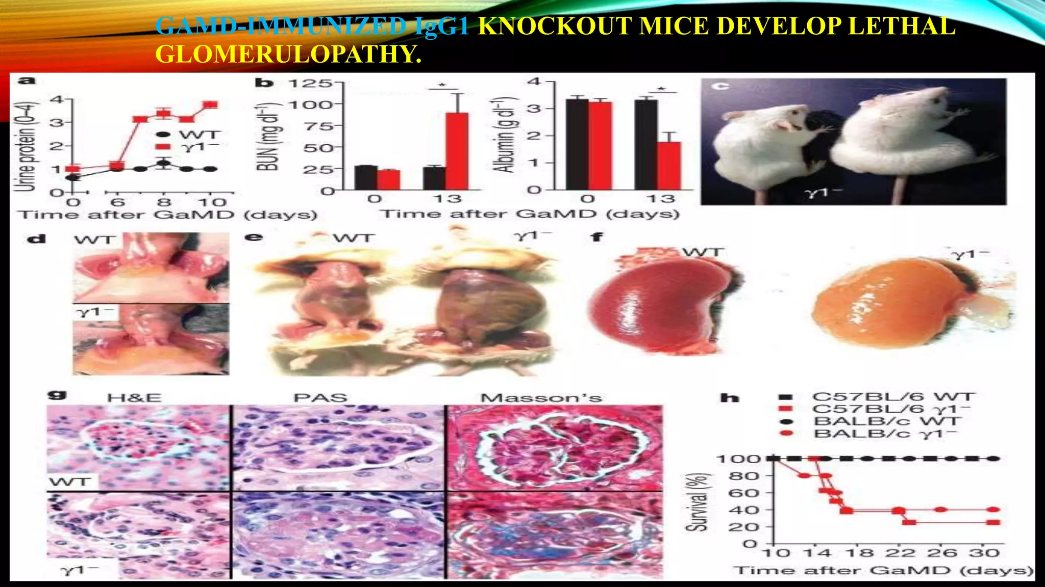 GAMD-IMMUNIZED IgG1 KNOCKOUT MICE DEVELOP LETHAL
GLOMERULOPATHY.
 