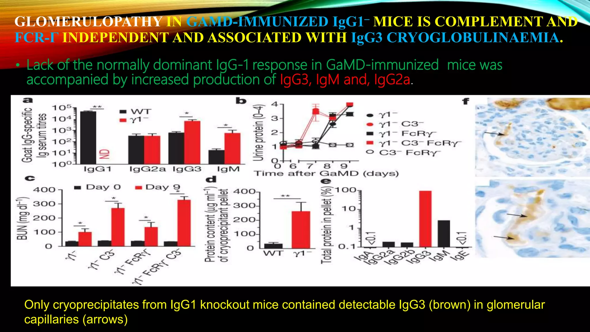 GLOMERULOPATHY IN GAMD-IMMUNIZED IgG1– MICE IS COMPLEMENT AND
FCR-Γ INDEPENDENT AND ASSOCIATED WITH IgG3 CRYOGLOBULINAEMIA.
• Lack of the normally dominant IgG-1 response in GaMD-immunized mice was
accompanied by increased production of IgG3, IgM and, IgG2a.
Only cryoprecipitates from IgG1 knockout mice contained detectable IgG3 (brown) in glomerular
capillaries (arrows)
 