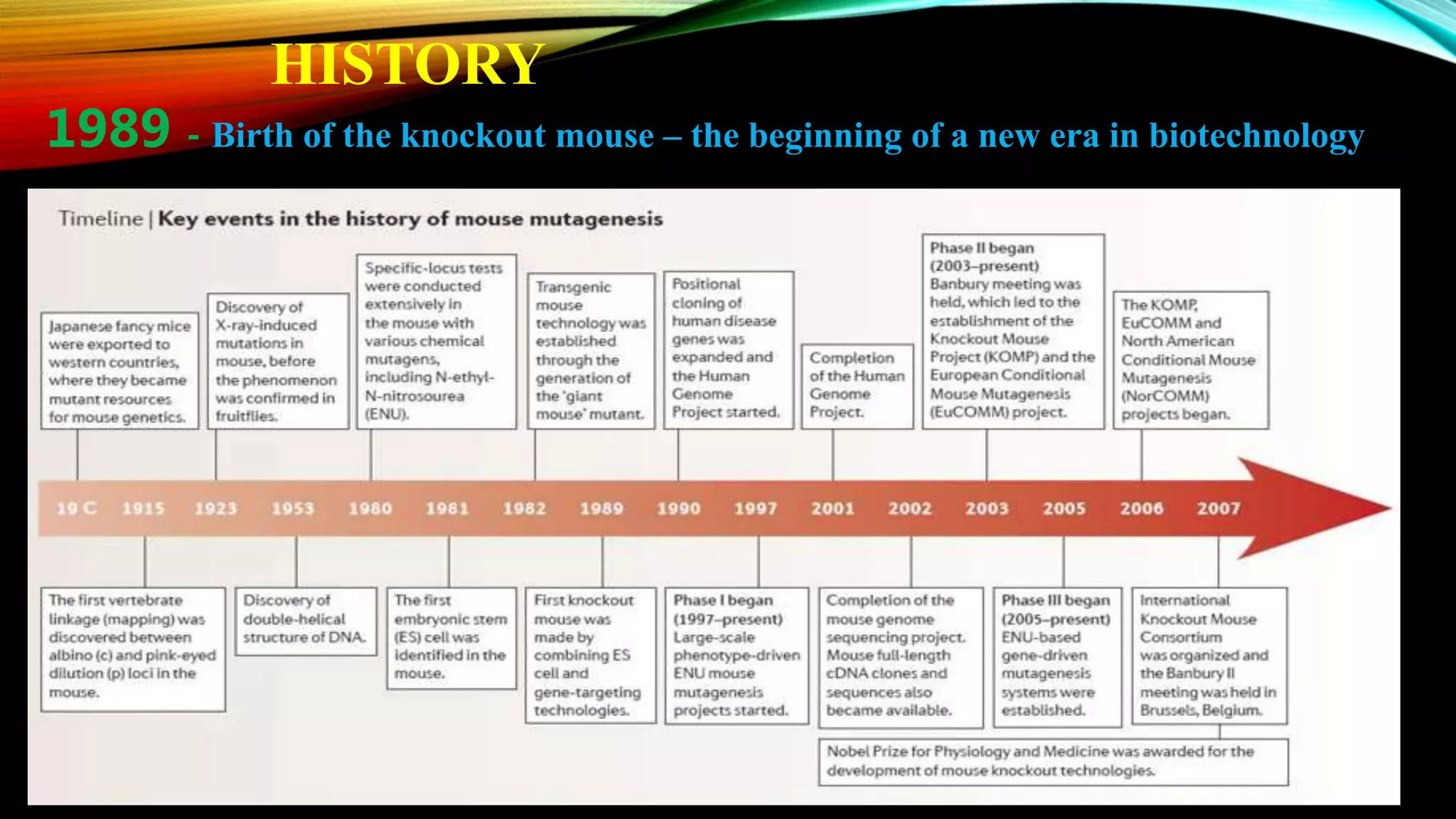 HISTORY
1989 - Birth of the knockout mouse – the beginning of a new era in biotechnology
 