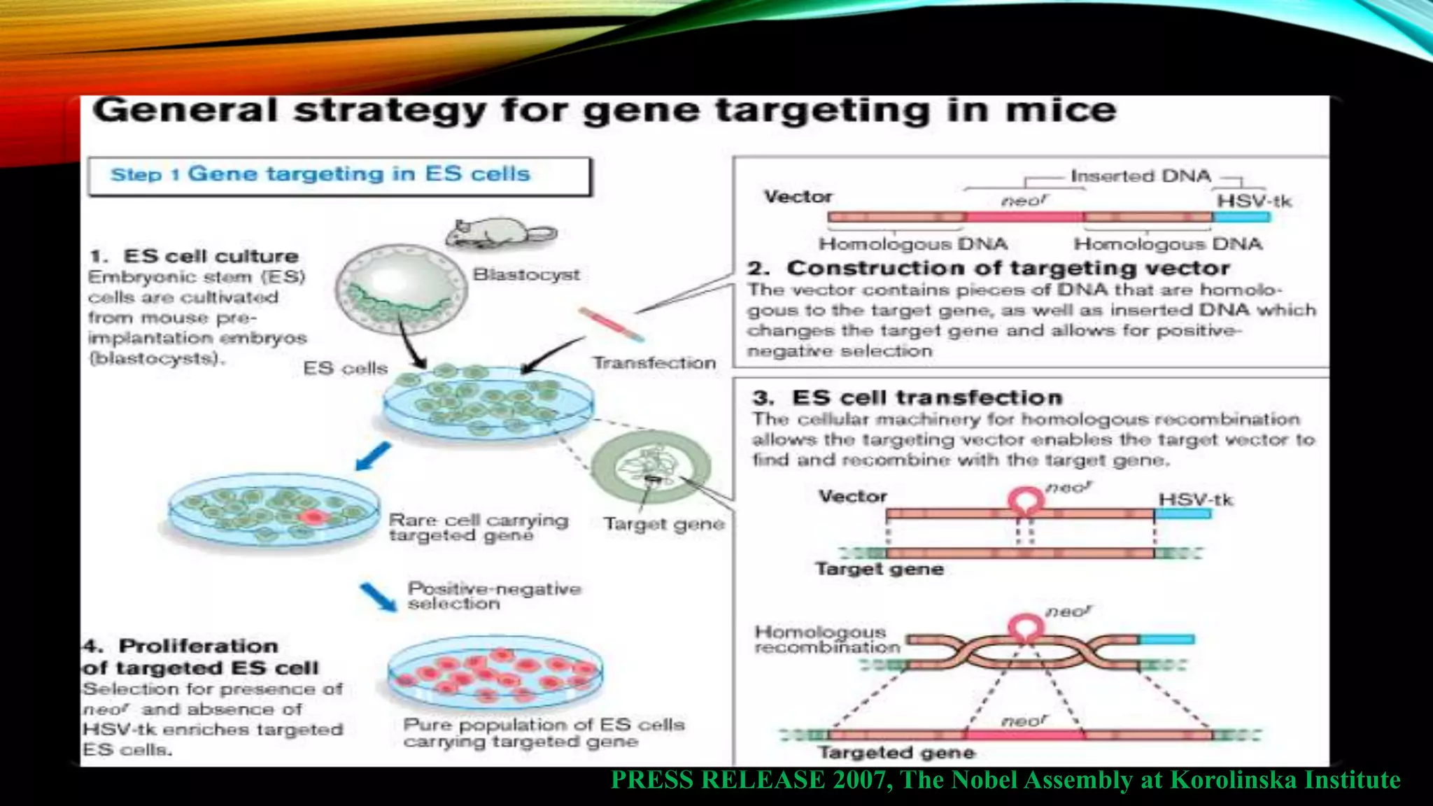 PRESS RELEASE 2007, The Nobel Assembly at Korolinska Institute
•
 