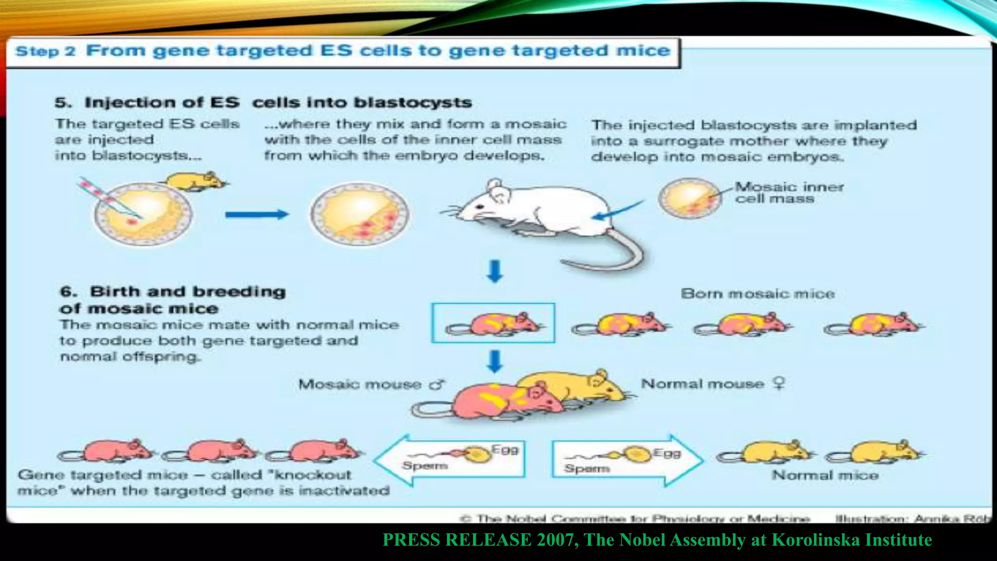 PRESS RELEASE 2007, The Nobel Assembly at Korolinska Institute
•
 