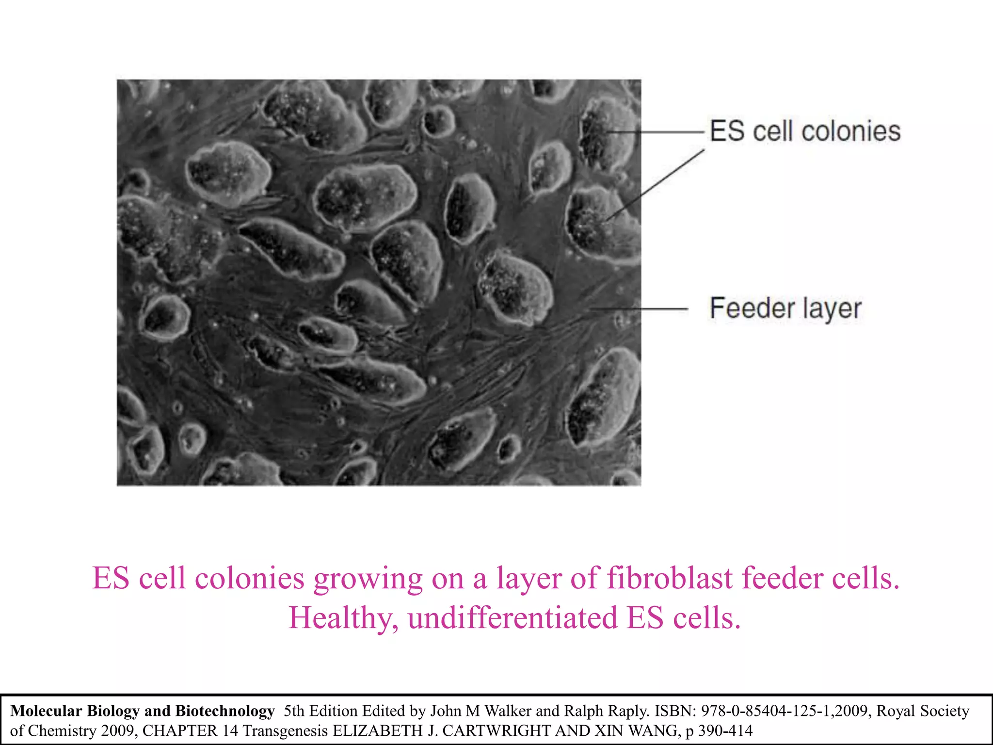 ES cell colonies growing on a layer of fibroblast feeder cells.
Healthy, undifferentiated ES cells.
Molecular Biology and Biotechnology 5th Edition Edited by John M Walker and Ralph Raply. ISBN: 978-0-85404-125-1,2009, Royal Society
of Chemistry 2009, CHAPTER 14 Transgenesis ELIZABETH J. CARTWRIGHT AND XIN WANG, p 390-414
 