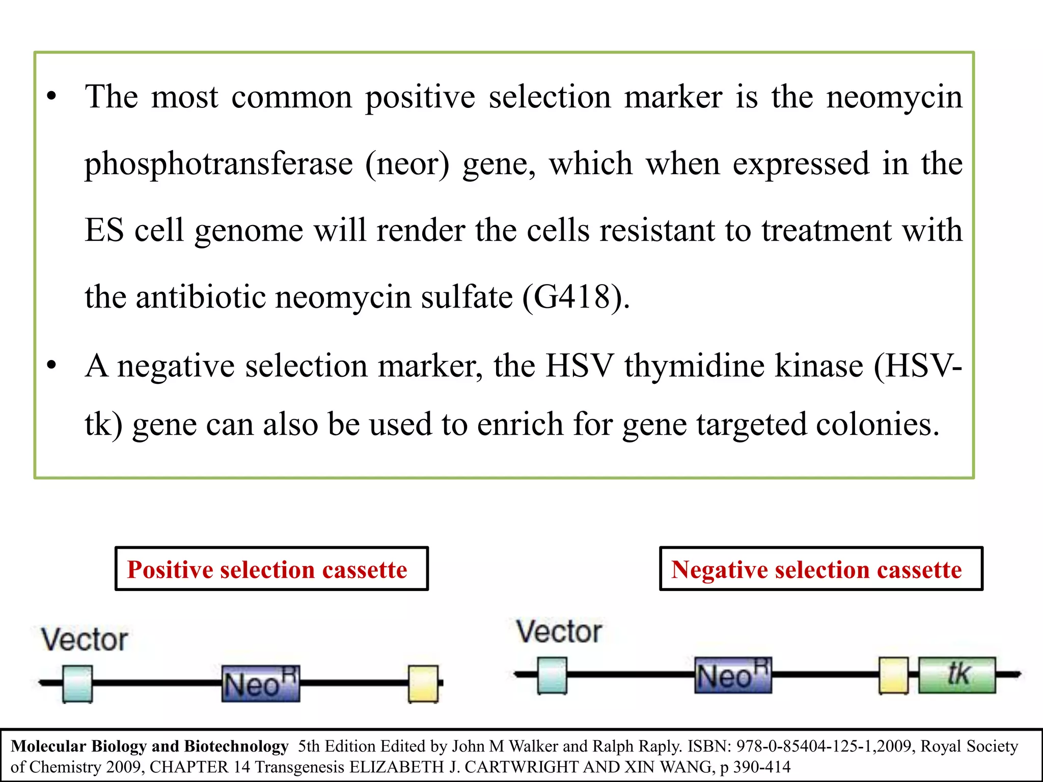 • The most common positive selection marker is the neomycin
phosphotransferase (neor) gene, which when expressed in the
ES cell genome will render the cells resistant to treatment with
the antibiotic neomycin sulfate (G418).
• A negative selection marker, the HSV thymidine kinase (HSV-
tk) gene can also be used to enrich for gene targeted colonies.
Positive selection cassette Negative selection cassette
Molecular Biology and Biotechnology 5th Edition Edited by John M Walker and Ralph Raply. ISBN: 978-0-85404-125-1,2009, Royal Society
of Chemistry 2009, CHAPTER 14 Transgenesis ELIZABETH J. CARTWRIGHT AND XIN WANG, p 390-414
 