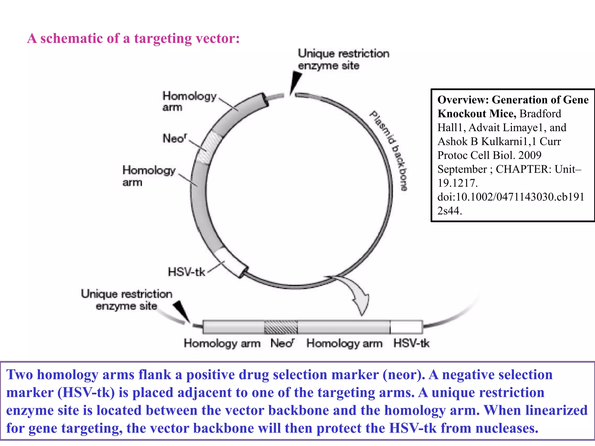 Two homology arms flank a positive drug selection marker (neor). A negative selection
marker (HSV-tk) is placed adjacent to one of the targeting arms. A unique restriction
enzyme site is located between the vector backbone and the homology arm. When linearized
for gene targeting, the vector backbone will then protect the HSV-tk from nucleases.
A schematic of a targeting vector:
Overview: Generation of Gene
Knockout Mice, Bradford
Hall1, Advait Limaye1, and
Ashok B Kulkarni1,1 Curr
Protoc Cell Biol. 2009
September ; CHAPTER: Unit–
19.1217.
doi:10.1002/0471143030.cb191
2s44.
Targeting
vector
 