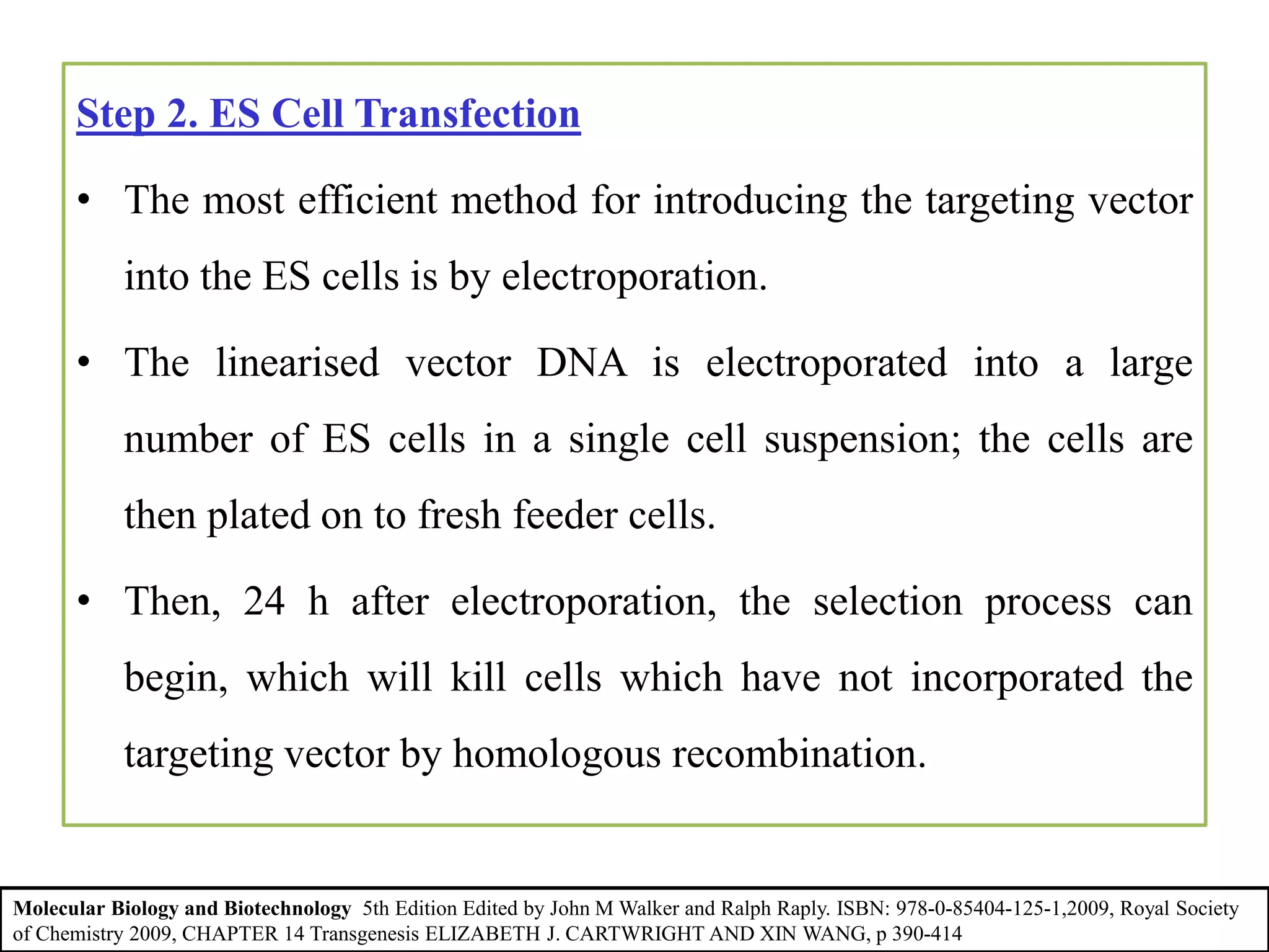 Step 2. ES Cell Transfection
• The most efficient method for introducing the targeting vector
into the ES cells is by electroporation.
• The linearised vector DNA is electroporated into a large
number of ES cells in a single cell suspension; the cells are
then plated on to fresh feeder cells.
• Then, 24 h after electroporation, the selection process can
begin, which will kill cells which have not incorporated the
targeting vector by homologous recombination.
Molecular Biology and Biotechnology 5th Edition Edited by John M Walker and Ralph Raply. ISBN: 978-0-85404-125-1,2009, Royal Society
of Chemistry 2009, CHAPTER 14 Transgenesis ELIZABETH J. CARTWRIGHT AND XIN WANG, p 390-414
 