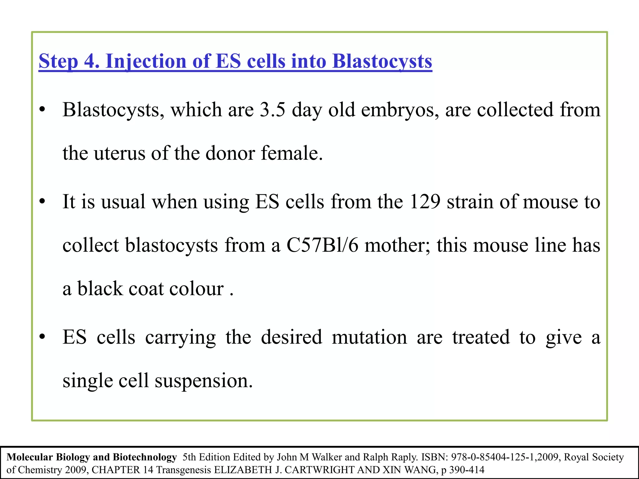 Step 4. Injection of ES cells into Blastocysts
• Blastocysts, which are 3.5 day old embryos, are collected from
the uterus of the donor female.
• It is usual when using ES cells from the 129 strain of mouse to
collect blastocysts from a C57Bl/6 mother; this mouse line has
a black coat colour .
• ES cells carrying the desired mutation are treated to give a
single cell suspension.
Molecular Biology and Biotechnology 5th Edition Edited by John M Walker and Ralph Raply. ISBN: 978-0-85404-125-1,2009, Royal Society
of Chemistry 2009, CHAPTER 14 Transgenesis ELIZABETH J. CARTWRIGHT AND XIN WANG, p 390-414
 