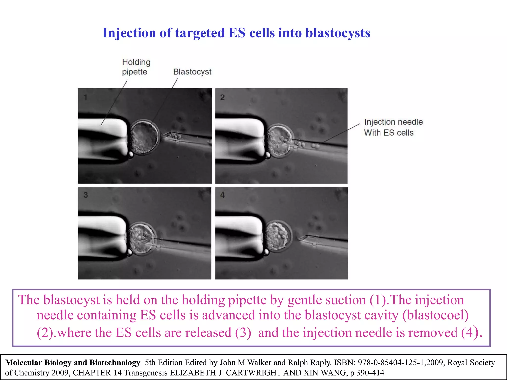 The blastocyst is held on the holding pipette by gentle suction (1).The injection
needle containing ES cells is advanced into the blastocyst cavity (blastocoel)
(2).where the ES cells are released (3) and the injection needle is removed (4).
Injection of targeted ES cells into blastocysts
Molecular Biology and Biotechnology 5th Edition Edited by John M Walker and Ralph Raply. ISBN: 978-0-85404-125-1,2009, Royal Society
of Chemistry 2009, CHAPTER 14 Transgenesis ELIZABETH J. CARTWRIGHT AND XIN WANG, p 390-414
 