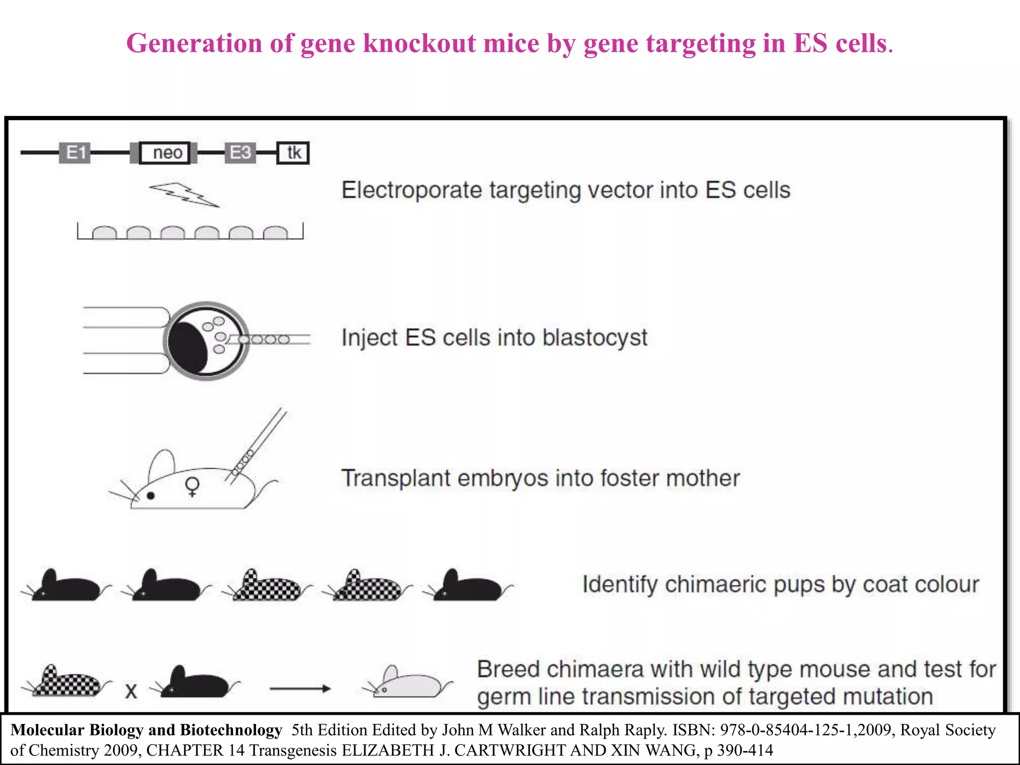 Generation of gene knockout mice by gene targeting in ES cells.
Molecular Biology and Biotechnology 5th Edition Edited by John M Walker and Ralph Raply. ISBN: 978-0-85404-125-1,2009, Royal Society
of Chemistry 2009, CHAPTER 14 Transgenesis ELIZABETH J. CARTWRIGHT AND XIN WANG, p 390-414
 