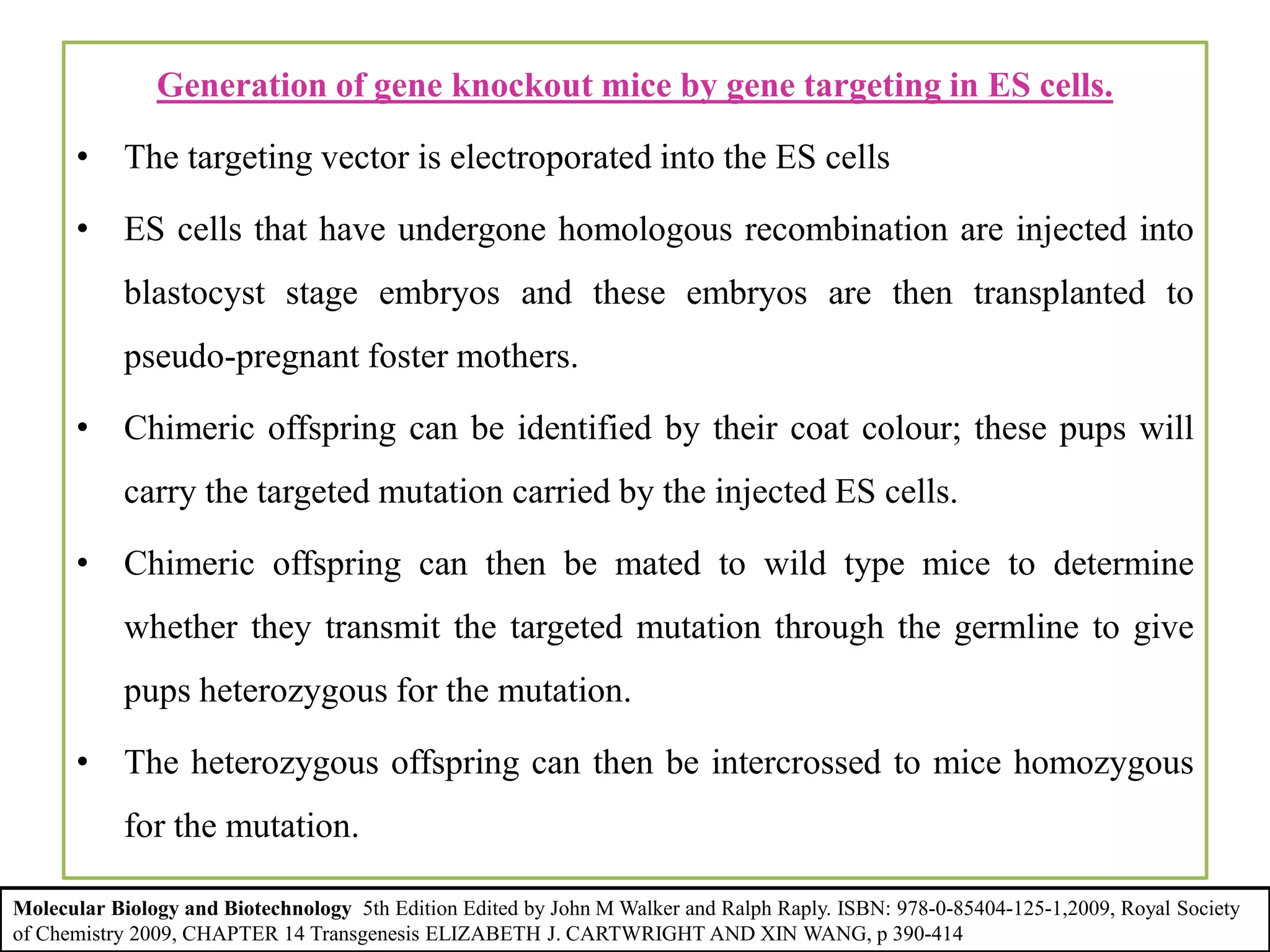 Generation of gene knockout mice by gene targeting in ES cells.
• The targeting vector is electroporated into the ES cells
• ES cells that have undergone homologous recombination are injected into
blastocyst stage embryos and these embryos are then transplanted to
pseudo-pregnant foster mothers.
• Chimeric offspring can be identified by their coat colour; these pups will
carry the targeted mutation carried by the injected ES cells.
• Chimeric offspring can then be mated to wild type mice to determine
whether they transmit the targeted mutation through the germline to give
pups heterozygous for the mutation.
• The heterozygous offspring can then be intercrossed to mice homozygous
for the mutation.
Molecular Biology and Biotechnology 5th Edition Edited by John M Walker and Ralph Raply. ISBN: 978-0-85404-125-1,2009, Royal Society
of Chemistry 2009, CHAPTER 14 Transgenesis ELIZABETH J. CARTWRIGHT AND XIN WANG, p 390-414
 