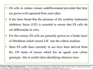 • ES cells in culture remain undifferentiated provided that they
are grown well separated from each other.
• It has been found that the presence of the cytokine leukaemia
inhibitory factor (LIF) is essential to ensure that ES cells do
not differentiate in vitro.
• For this reason, ES cells are generally grown on a feeder layer
of fibroblasts which secrete LIF into the culture medium.
• Most ES cells lines currently in use have been derived from
the 129 strain of mouse which has an agouti coat colour
genotype ; this is useful when identifying chimeric mice.
Molecular Biology and Biotechnology 5th Edition Edited by John M Walker and Ralph Raply. ISBN: 978-0-85404-125-1,2009, Royal Society
of Chemistry 2009, CHAPTER 14 Transgenesis ELIZABETH J. CARTWRIGHT AND XIN WANG, p 390-414
 