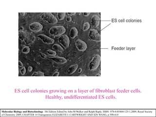 ES cell colonies growing on a layer of fibroblast feeder cells.
Healthy, undifferentiated ES cells.
Molecular Biology and Biotechnology 5th Edition Edited by John M Walker and Ralph Raply. ISBN: 978-0-85404-125-1,2009, Royal Society
of Chemistry 2009, CHAPTER 14 Transgenesis ELIZABETH J. CARTWRIGHT AND XIN WANG, p 390-414
 