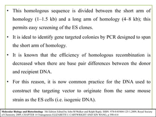 • This homologous sequence is divided between the short arm of
homology (1–1.5 kb) and a long arm of homology (4–8 kb); this
permits easy screening of the ES clones.
• It is ideal to identify gene targeted colonies by PCR designed to span
the short arm of homology.
• It is known that the efficiency of homologous recombination is
decreased when there are base pair differences between the donor
and recipient DNA.
• For this reason, it is now common practice for the DNA used to
construct the targeting vector to originate from the same mouse
strain as the ES cells (i.e. isogenic DNA).
Molecular Biology and Biotechnology 5th Edition Edited by John M Walker and Ralph Raply. ISBN: 978-0-85404-125-1,2009, Royal Society
of Chemistry 2009, CHAPTER 14 Transgenesis ELIZABETH J. CARTWRIGHT AND XIN WANG, p 390-414
 