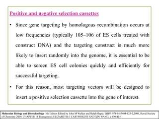 Positive and negative selection cassettes
• Since gene targeting by homologous recombination occurs at
low frequencies (typically 105–106 of ES cells treated with
construct DNA) and the targeting construct is much more
likely to insert randomly into the genome, it is essential to be
able to screen ES cell colonies quickly and efficiently for
successful targeting.
• For this reason, most targeting vectors will be designed to
insert a positive selection cassette into the gene of interest.
Molecular Biology and Biotechnology 5th Edition Edited by John M Walker and Ralph Raply. ISBN: 978-0-85404-125-1,2009, Royal Society
of Chemistry 2009, CHAPTER 14 Transgenesis ELIZABETH J. CARTWRIGHT AND XIN WANG, p 390-414
 