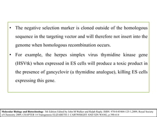 • The negative selection marker is cloned outside of the homologous
sequence in the targeting vector and will therefore not insert into the
genome when homologous recombination occurs.
• For example, the herpes simplex virus thymidine kinase gene
(HSVtk) when expressed in ES cells will produce a toxic product in
the presence of gancyclovir (a thymidine analogue), killing ES cells
expressing this gene.
Molecular Biology and Biotechnology 5th Edition Edited by John M Walker and Ralph Raply. ISBN: 978-0-85404-125-1,2009, Royal Society
of Chemistry 2009, CHAPTER 14 Transgenesis ELIZABETH J. CARTWRIGHT AND XIN WANG, p 390-414
 