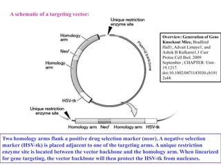 Two homology arms flank a positive drug selection marker (neor). A negative selection
marker (HSV-tk) is placed adjacent to one of the targeting arms. A unique restriction
enzyme site is located between the vector backbone and the homology arm. When linearized
for gene targeting, the vector backbone will then protect the HSV-tk from nucleases.
A schematic of a targeting vector:
Overview: Generation of Gene
Knockout Mice, Bradford
Hall1, Advait Limaye1, and
Ashok B Kulkarni1,1 Curr
Protoc Cell Biol. 2009
September ; CHAPTER: Unit–
19.1217.
doi:10.1002/0471143030.cb191
2s44.
Targeting
vector
 