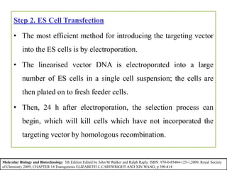 Step 2. ES Cell Transfection
• The most efficient method for introducing the targeting vector
into the ES cells is by electroporation.
• The linearised vector DNA is electroporated into a large
number of ES cells in a single cell suspension; the cells are
then plated on to fresh feeder cells.
• Then, 24 h after electroporation, the selection process can
begin, which will kill cells which have not incorporated the
targeting vector by homologous recombination.
Molecular Biology and Biotechnology 5th Edition Edited by John M Walker and Ralph Raply. ISBN: 978-0-85404-125-1,2009, Royal Society
of Chemistry 2009, CHAPTER 14 Transgenesis ELIZABETH J. CARTWRIGHT AND XIN WANG, p 390-414
 
