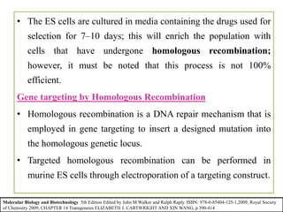 • The ES cells are cultured in media containing the drugs used for
selection for 7–10 days; this will enrich the population with
cells that have undergone homologous recombination;
however, it must be noted that this process is not 100%
efficient.
Gene targeting by Homologous Recombination
• Homologous recombination is a DNA repair mechanism that is
employed in gene targeting to insert a designed mutation into
the homologous genetic locus.
• Targeted homologous recombination can be performed in
murine ES cells through electroporation of a targeting construct.
Molecular Biology and Biotechnology 5th Edition Edited by John M Walker and Ralph Raply. ISBN: 978-0-85404-125-1,2009, Royal Society
of Chemistry 2009, CHAPTER 14 Transgenesis ELIZABETH J. CARTWRIGHT AND XIN WANG, p 390-414
 