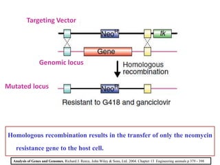 Targeting Vector
Genomic locus
Mutated locus
Homologous recombination results in the transfer of only the neomycin
resistance gene to the host cell.
Analysis of Genes and Genomes, Richard J. Reece, John Wiley & Sons, Ltd. 2004. Chapter 13 Engineering animals p 379 - 398
 