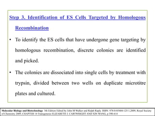 Step 3. Identification of ES Cells Targeted by Homologous
Recombination
• To identify the ES cells that have undergone gene targeting by
homologous recombination, discrete colonies are identified
and picked.
• The colonies are dissociated into single cells by treatment with
trypsin, divided between two wells on duplicate microtitre
plates and cultured.
Molecular Biology and Biotechnology 5th Edition Edited by John M Walker and Ralph Raply. ISBN: 978-0-85404-125-1,2009, Royal Society
of Chemistry 2009, CHAPTER 14 Transgenesis ELIZABETH J. CARTWRIGHT AND XIN WANG, p 390-414
 