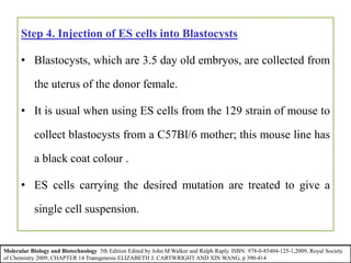 Step 4. Injection of ES cells into Blastocysts
• Blastocysts, which are 3.5 day old embryos, are collected from
the uterus of the donor female.
• It is usual when using ES cells from the 129 strain of mouse to
collect blastocysts from a C57Bl/6 mother; this mouse line has
a black coat colour .
• ES cells carrying the desired mutation are treated to give a
single cell suspension.
Molecular Biology and Biotechnology 5th Edition Edited by John M Walker and Ralph Raply. ISBN: 978-0-85404-125-1,2009, Royal Society
of Chemistry 2009, CHAPTER 14 Transgenesis ELIZABETH J. CARTWRIGHT AND XIN WANG, p 390-414
 