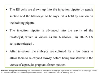 • The ES cells are drawn up into the injection pipette by gentle
suction and the blastocyst to be injected is held by suction on
the holding pipette.
• The injection pipette is advanced into the cavity of the
blastocyst, which is known as the blastocoel, an 10–15 ES
cells are released .
• After injection, the embryos are cultured for a few hours to
allow them to re-expand slowly before being transferred to the
uterus of a pseudo-pregnant foster mother.
• Pups should be born 17 days later.
Molecular Biology and Biotechnology 5th Edition Edited by John M Walker and Ralph Raply. ISBN: 978-0-85404-125-1,2009, Royal Society
of Chemistry 2009, CHAPTER 14 Transgenesis ELIZABETH J. CARTWRIGHT AND XIN WANG, p 390-414
 