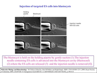 The blastocyst is held on the holding pipette by gentle suction (1).The injection
needle containing ES cells is advanced into the blastocyst cavity (blastocoel)
(2).where the ES cells are released (3) and the injection needle is removed (4).
Injection of targeted ES cells into blastocysts
Molecular Biology and Biotechnology 5th Edition Edited by John M Walker and Ralph Raply. ISBN: 978-0-85404-125-1,2009, Royal Society
of Chemistry 2009, CHAPTER 14 Transgenesis ELIZABETH J. CARTWRIGHT AND XIN WANG, p 390-414
 