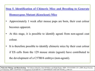 Step 5. Identification of Chimeric Mice and Breeding to Generate
Homozygous Mutant (Knockout) Mice
• Approximately 1 week after mouse pups are born, their coat colour
becomes apparent.
• At this stage, it is possible to identify agouti from non-agouti coat
colour.
• It is therefore possible to identify chimeric mice by their coat colour
if ES cells from the 129 mouse strain (agouti) have contributed to
the development of a C57Bl/6 embryo (non-agouti).
Molecular Biology and Biotechnology 5th Edition Edited by John M Walker and Ralph Raply. ISBN: 978-0-85404-125-1,2009, Royal Society
of Chemistry 2009, CHAPTER 14 Transgenesis ELIZABETH J. CARTWRIGHT AND XIN WANG, p 390-414
 